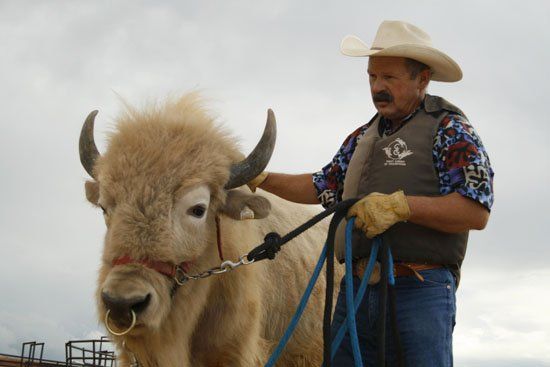 A man in a cowboy hat is holding a bull on a leash