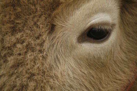 A close up of a sheep 's eye and fur