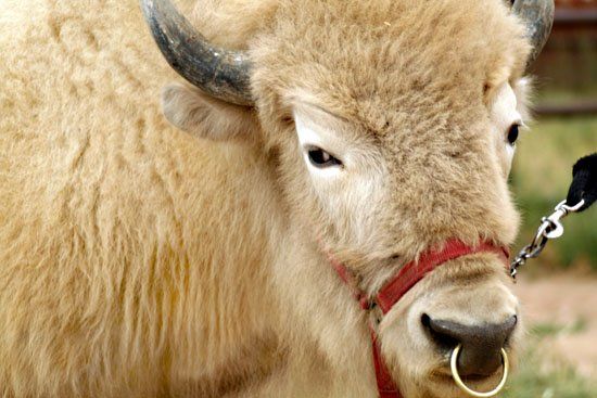 A close up of a bison wearing a red bridle