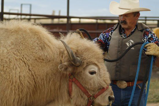 A man in a cowboy hat is standing next to a white bull