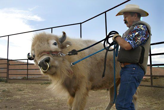 A man in a cowboy hat leads a bull on a leash