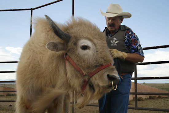 A man in a cowboy hat stands next to a bull Bison, Beau The White Buffalo.
