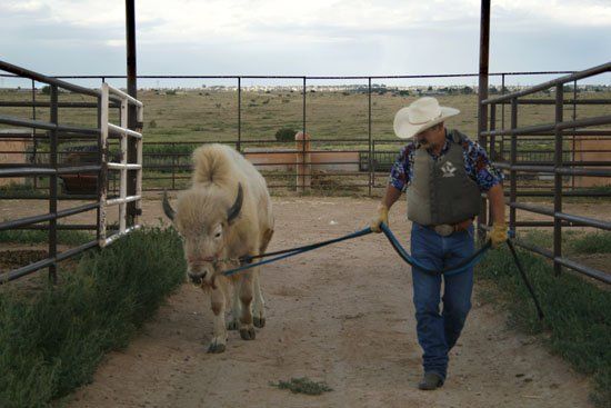 A man in a cowboy hat leads a bison on a leash