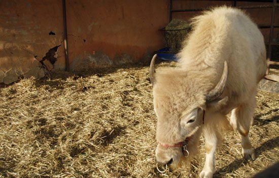 A white goat with horns is standing in a pile of hay