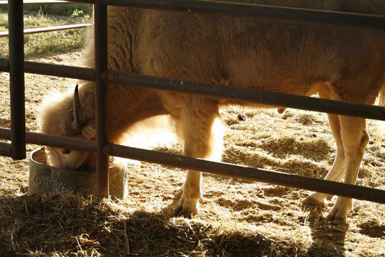 A sheep behind a metal fence eating hay