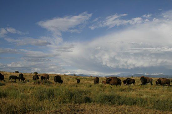 A herd of bison grazing in a grassy field