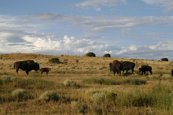 A herd of bison grazing in a dry grassy field