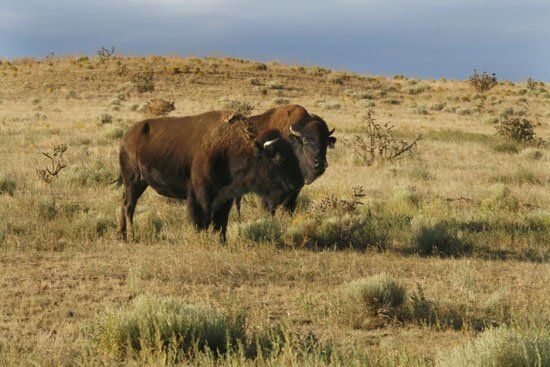 A bison standing in a dry grassy field