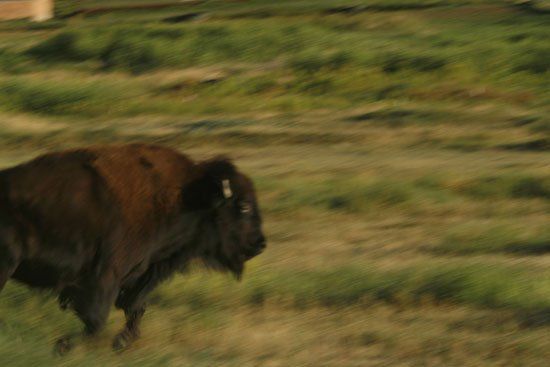 A bison is running through a grassy field.