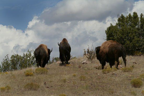 Three bison are standing on top of a hill.