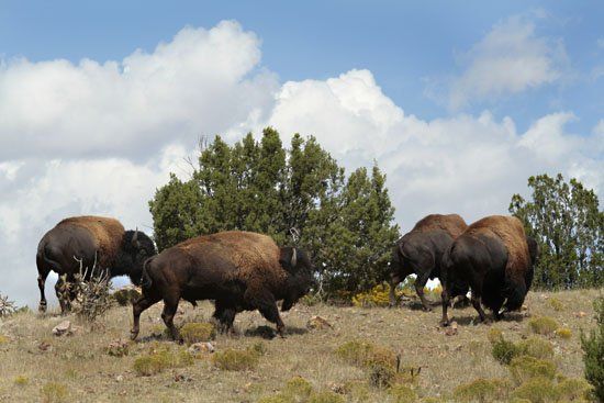 A herd of bison standing on top of a hill