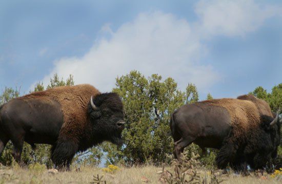 Two bison standing next to each other in a field