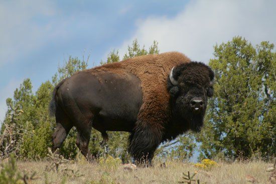 A bison standing in a grassy field with trees in the background