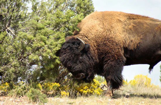 A bison standing in a field with trees in the background
