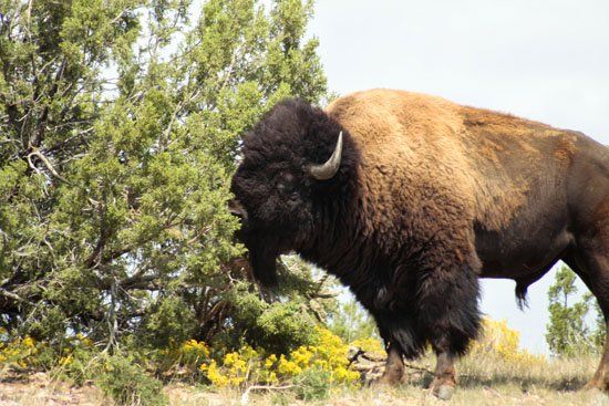 A bison standing next to a tree with yellow flowers
