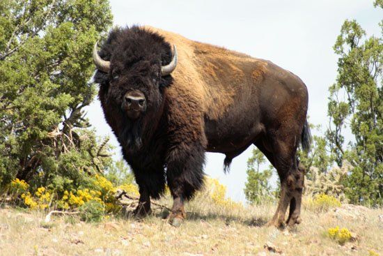 A bison standing in a field with trees in the background