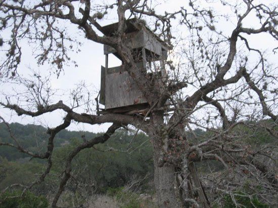 A tree house is sitting in the middle of a tree