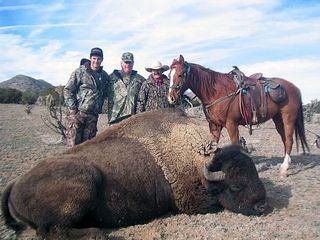 Free Range buffalo hunting, Free Range buffalo hunt, Lamont Buffalo