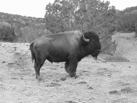 A black and white photo of a bison standing in a field.