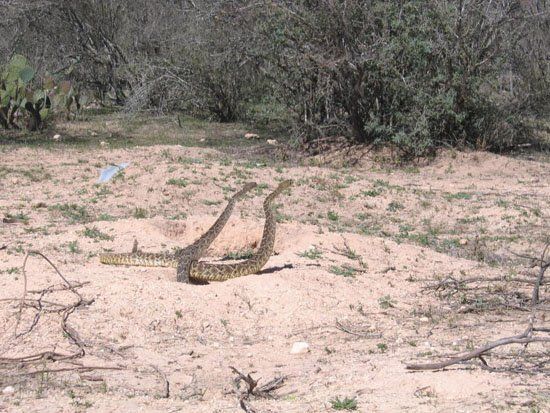 A snake is crawling on the ground in a field