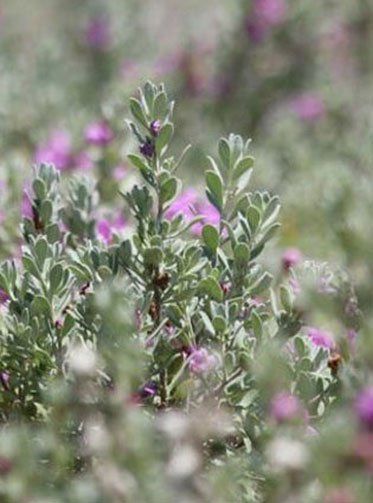 Plants and Bloom — Subshrub in Albuquerque, NM