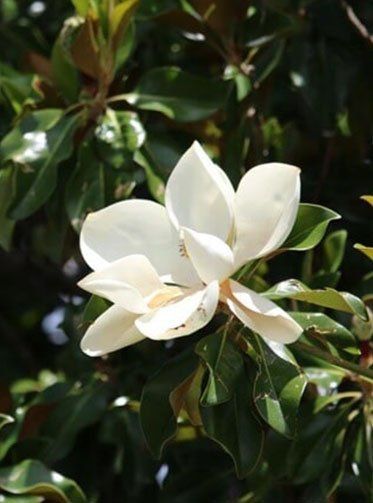 Beautiful Flowers — White Flower's Petal in Albuquerque, NM