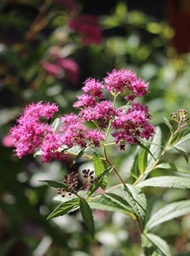 House Plants — Red Flowers in Albuquerque, NM