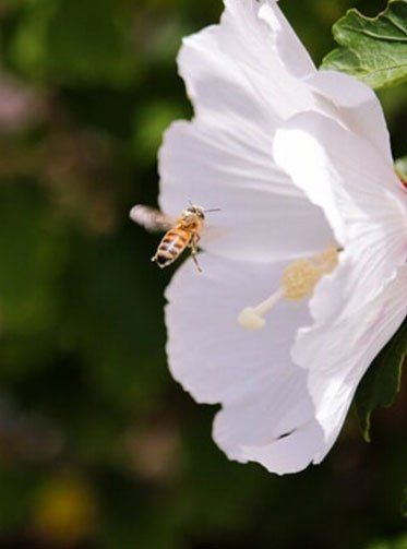 Pansies — White Flower Petals With Bee in Albuquerque, NM