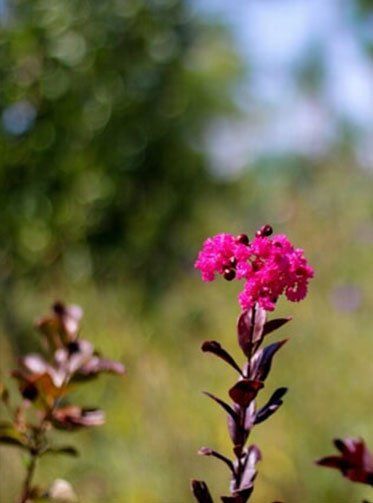 Garden Center — Red Flowers in Albuquerque, NM