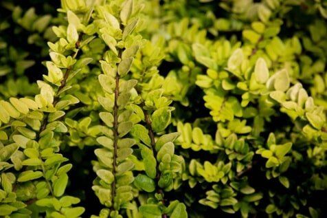 Green Plants — Healthy Plants in Albuquerque, NM