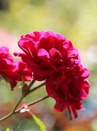 Flowers — Red Petals in Albuquerque, NM