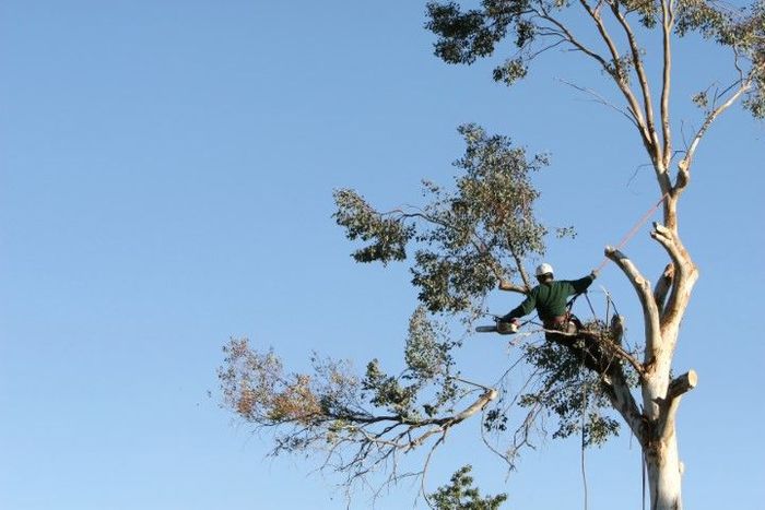 Arborist in a tree, trimming branches with a chainsaw, against a blue sky.