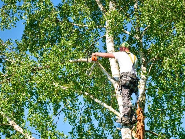 Arborist in harness, trimming tree branches with a chainsaw, against a blue sky.