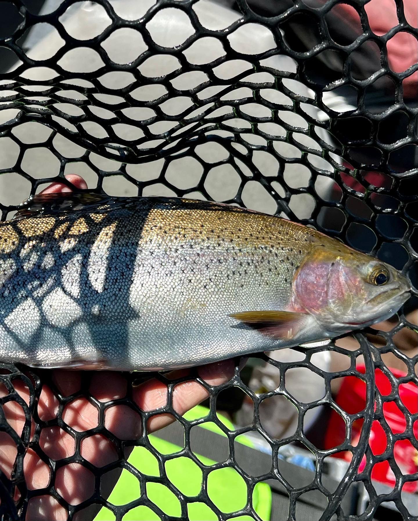 Fly Fish McCall Gallery Image