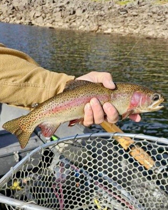 Fly Fish McCall Gallery Image