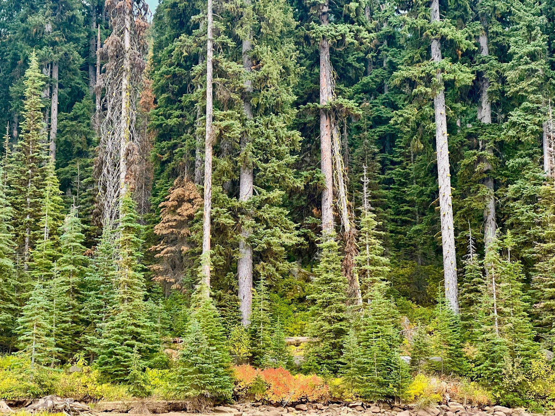 Fly Fish McCall Gallery Image