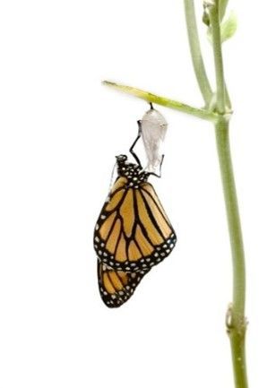 A butterfly is coming out of its cocoon on a plant.