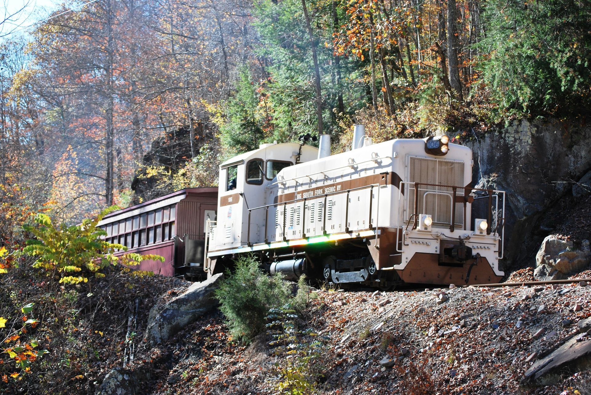 A white and brown diesel locomotive pulls passenger cars through a forest with autumn foliage.
