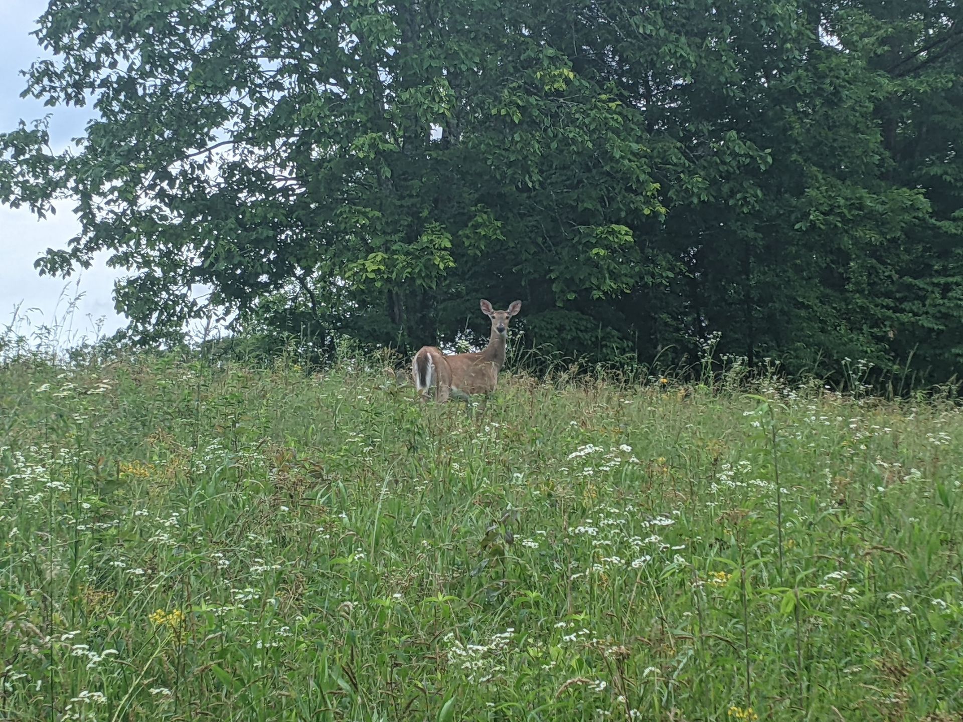 A deer stands in a grassy field filled with wildflowers, looking toward the camera in front of a line of dark trees.