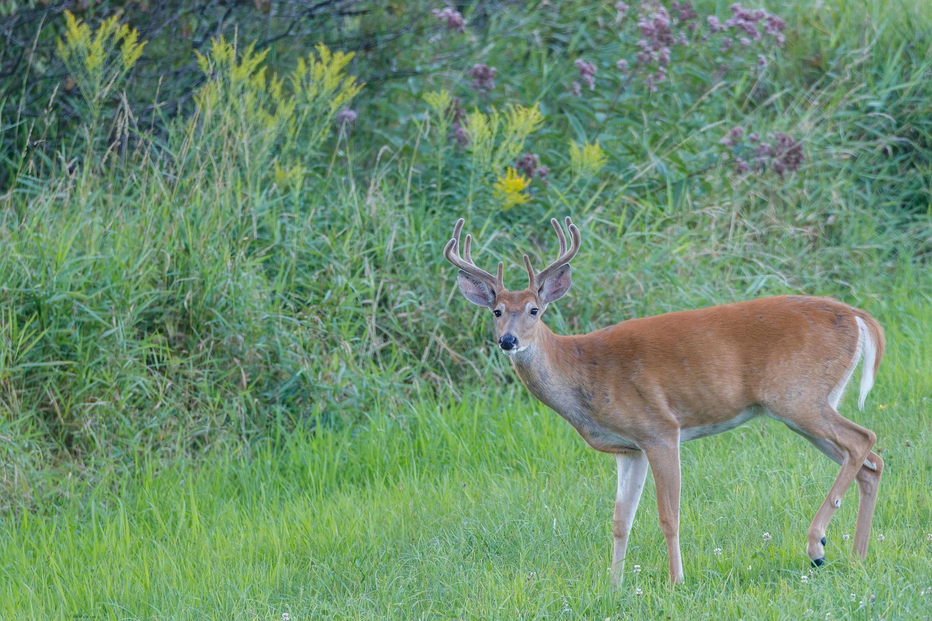 A white-tailed deer with small antlers standing in a grassy field in front of green foliage.