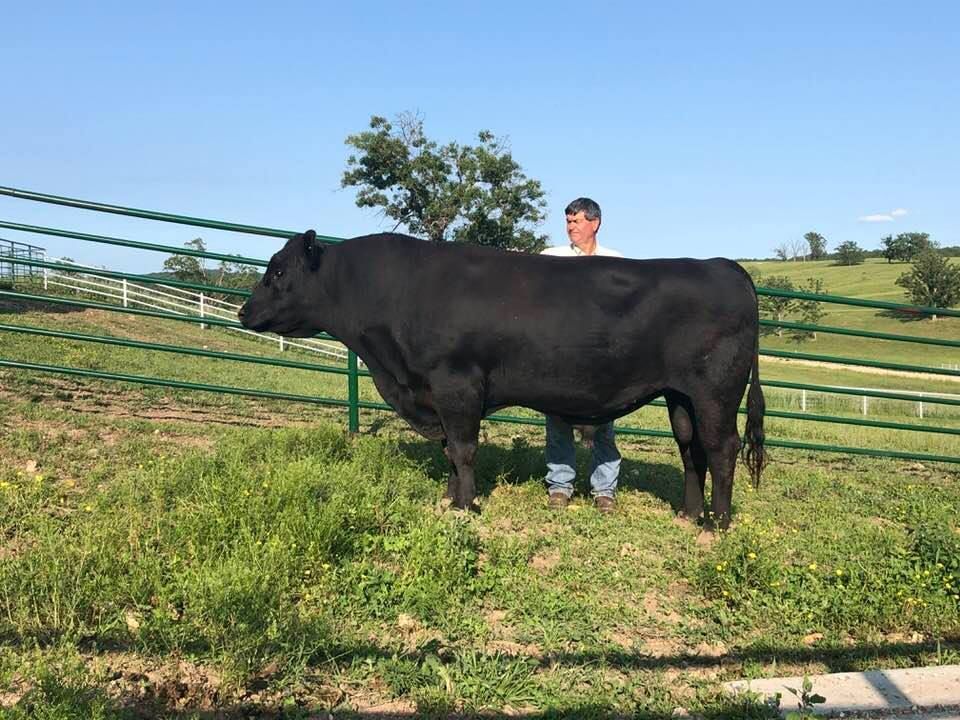 A man is standing next to a large black bull in a field.