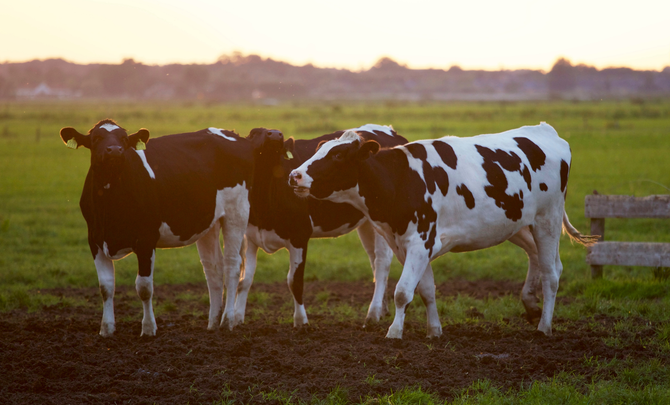 A herd of cows standing next to each other in a field.