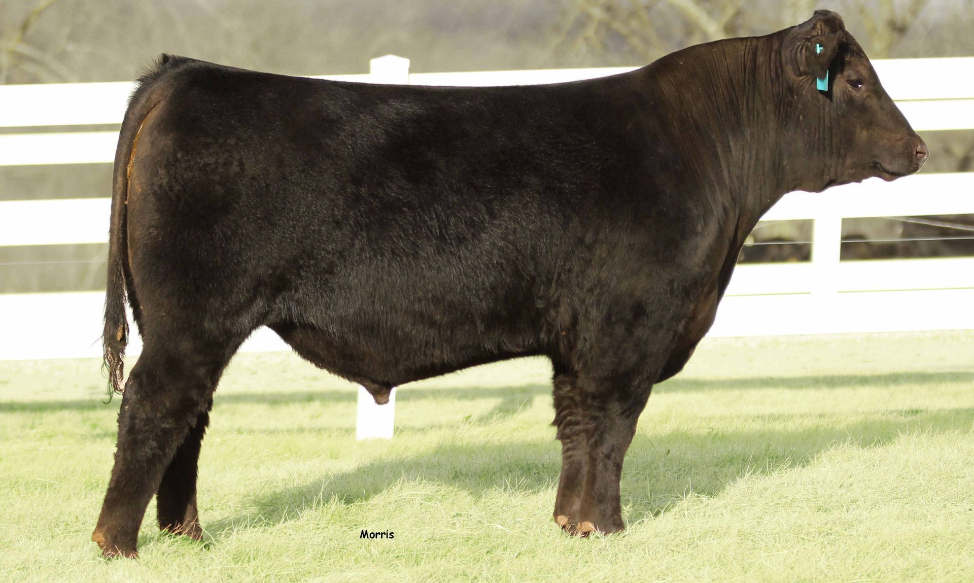 A black cow is standing in the grass in front of a white fence