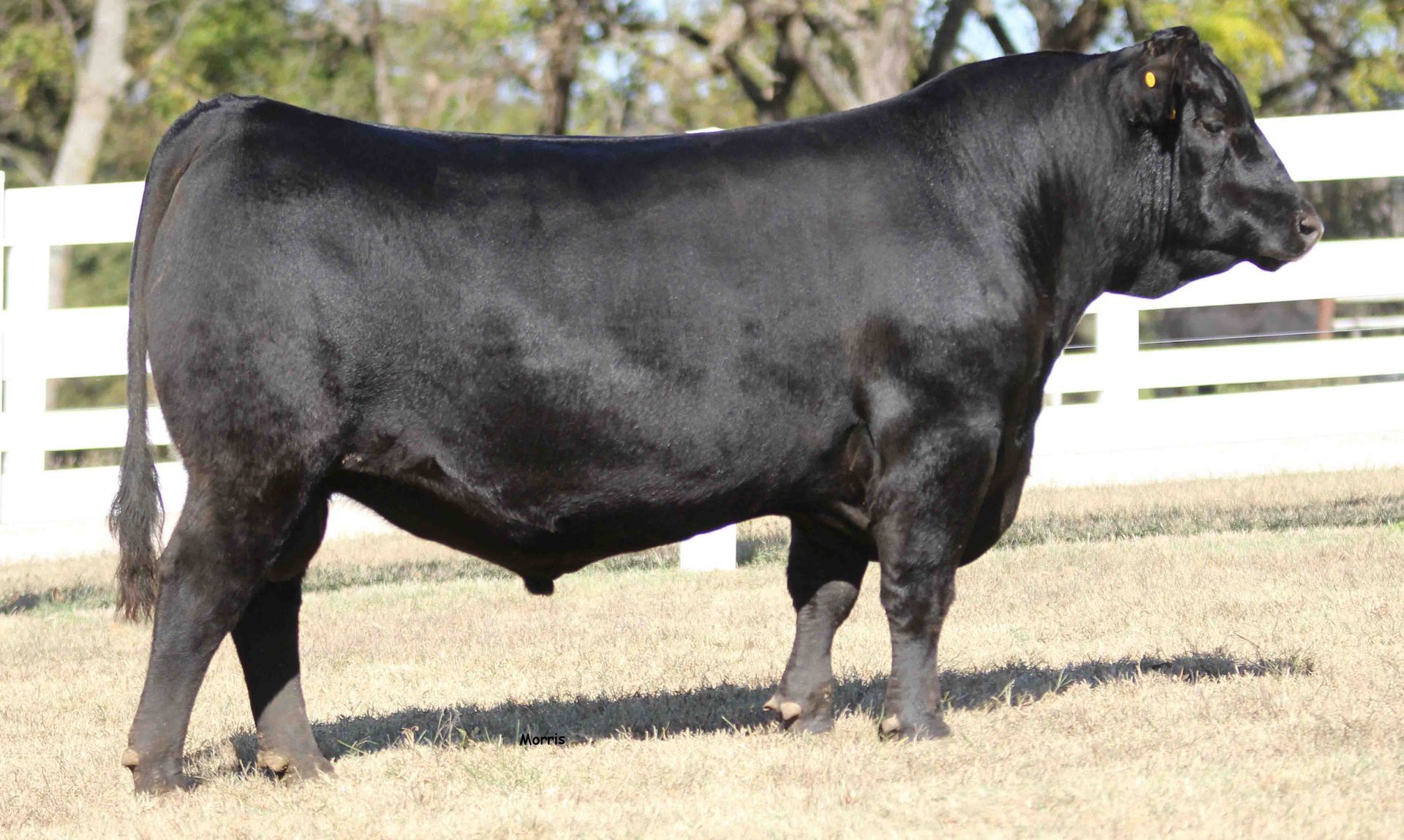 A black bull is standing in a field in front of a white fence.