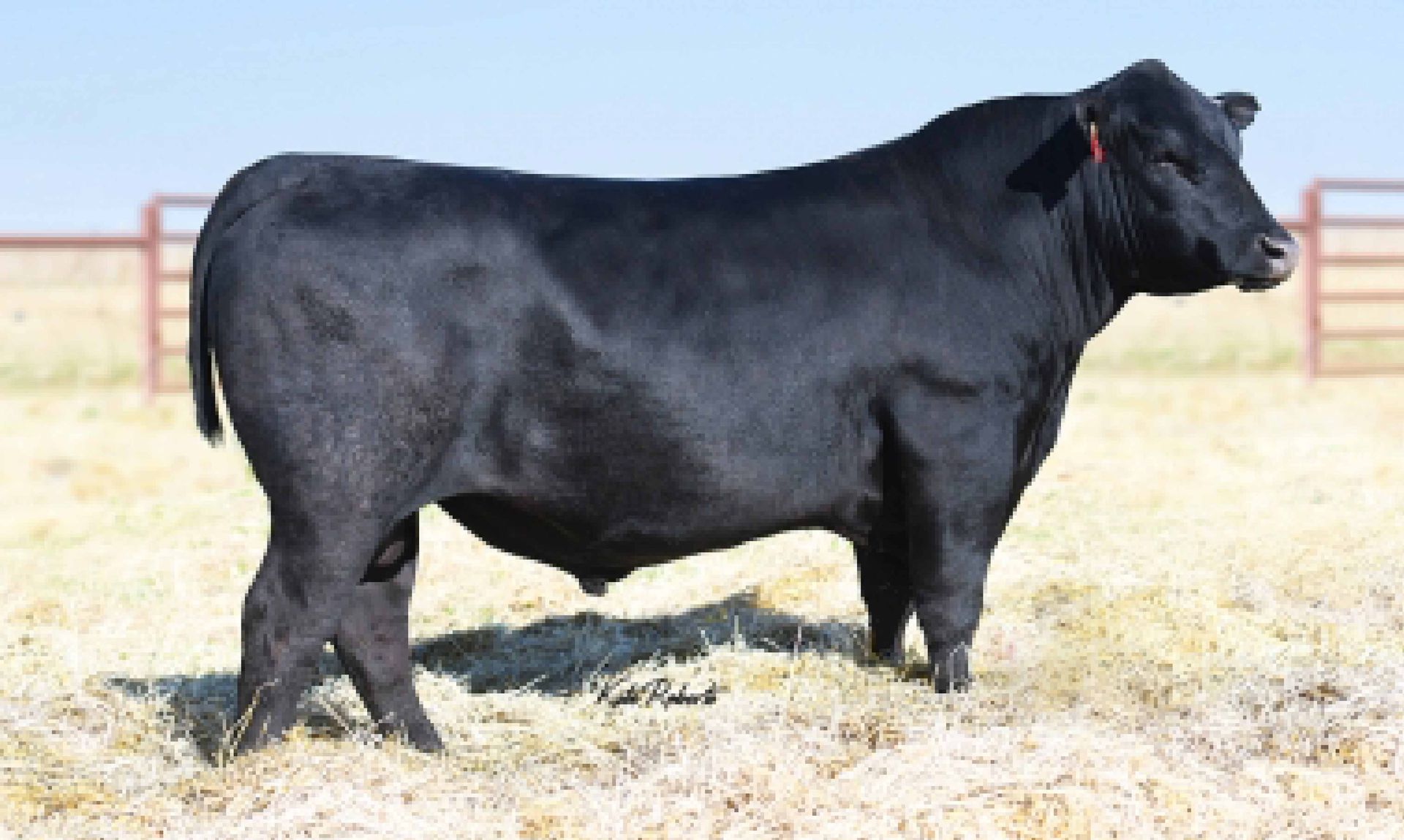 A black bull is standing in a field of dry grass.