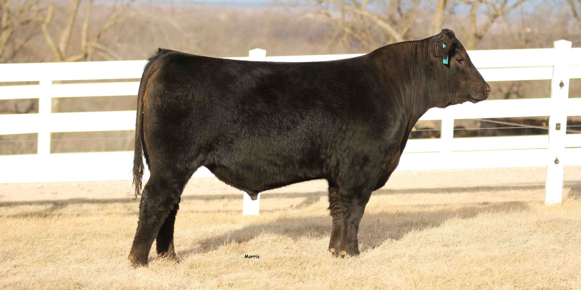 A black cow is standing in a field in front of a white fence.