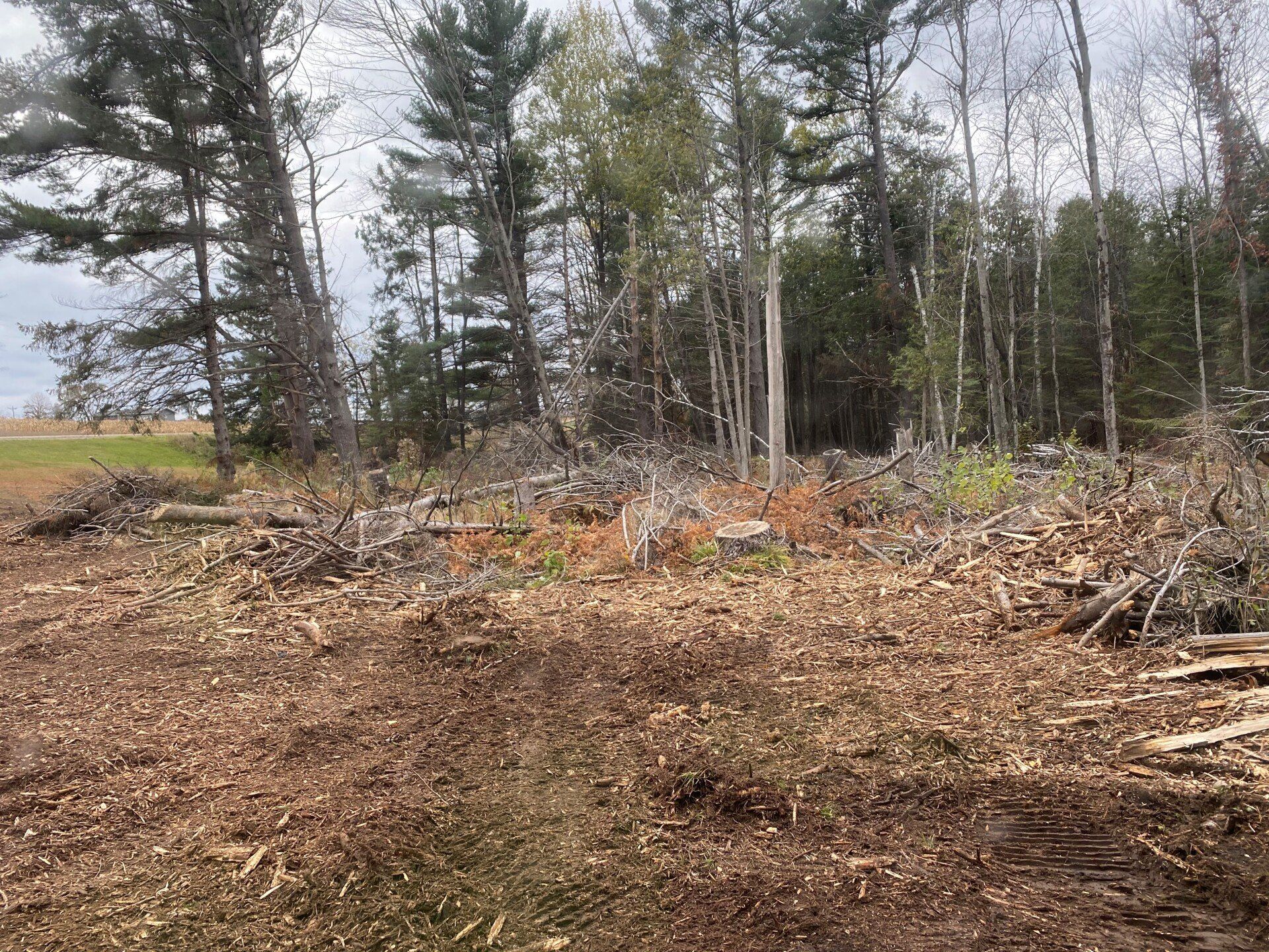 Removing trees — Peshtigo, WI — Carlson Forestry Mulching & Earthworks Removing trees — Peshtigo, WI — Carlson Forestry Mulching & Earthworks