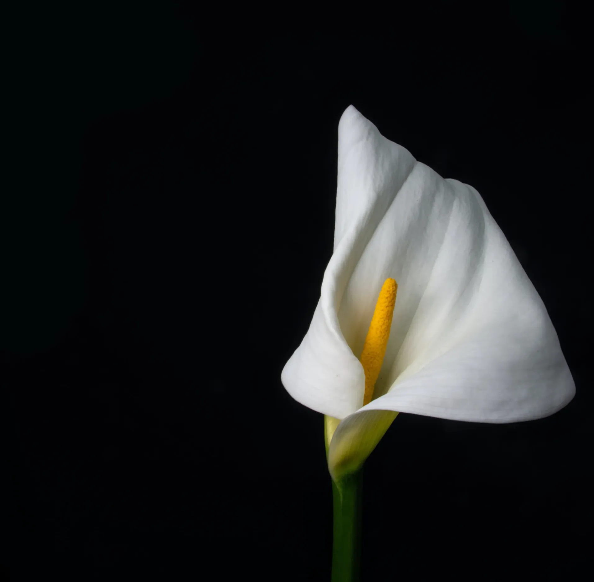 White calla lily with a yellow spadix on a black background