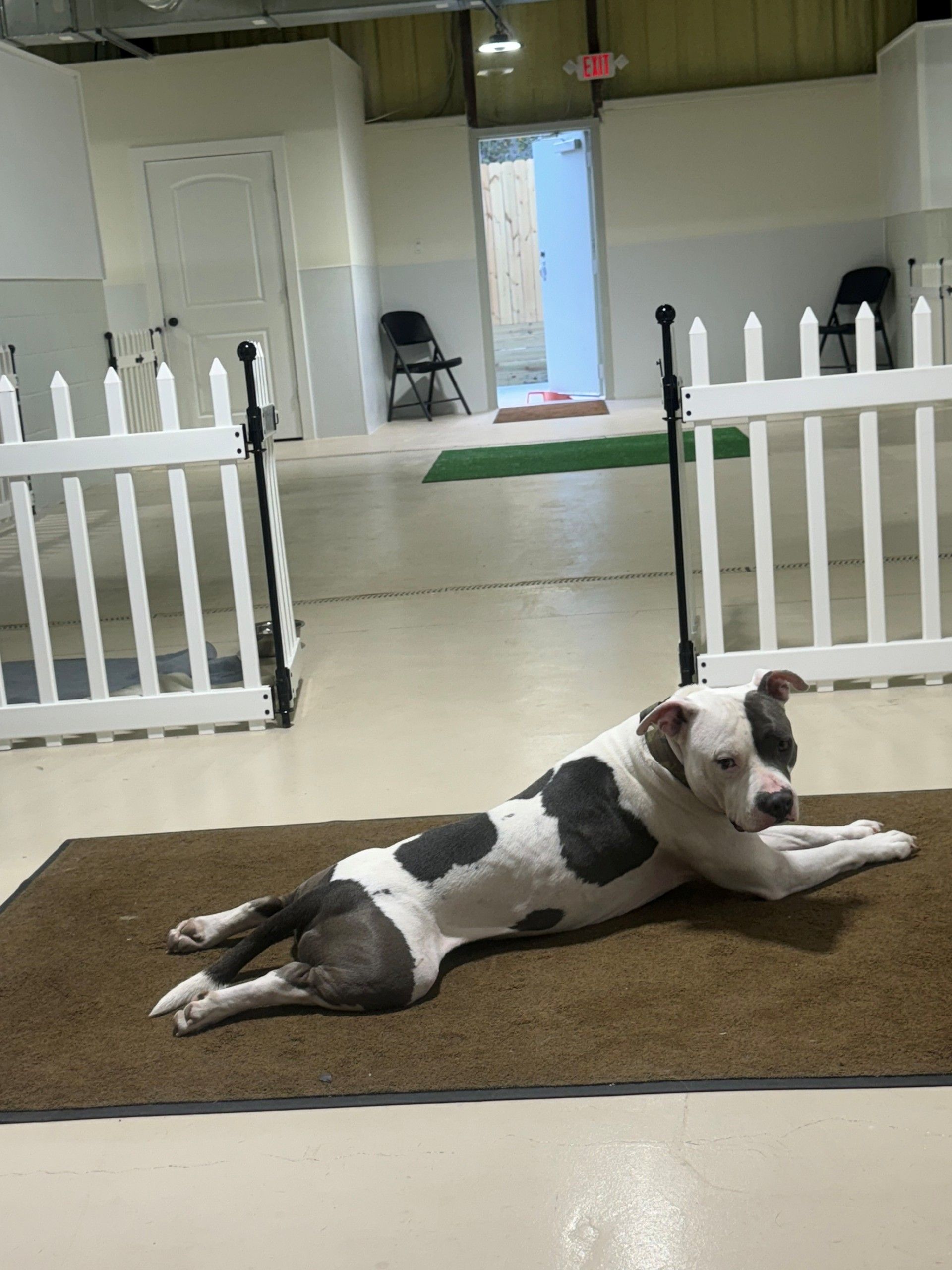 A woman is standing next to a dog on a leash.