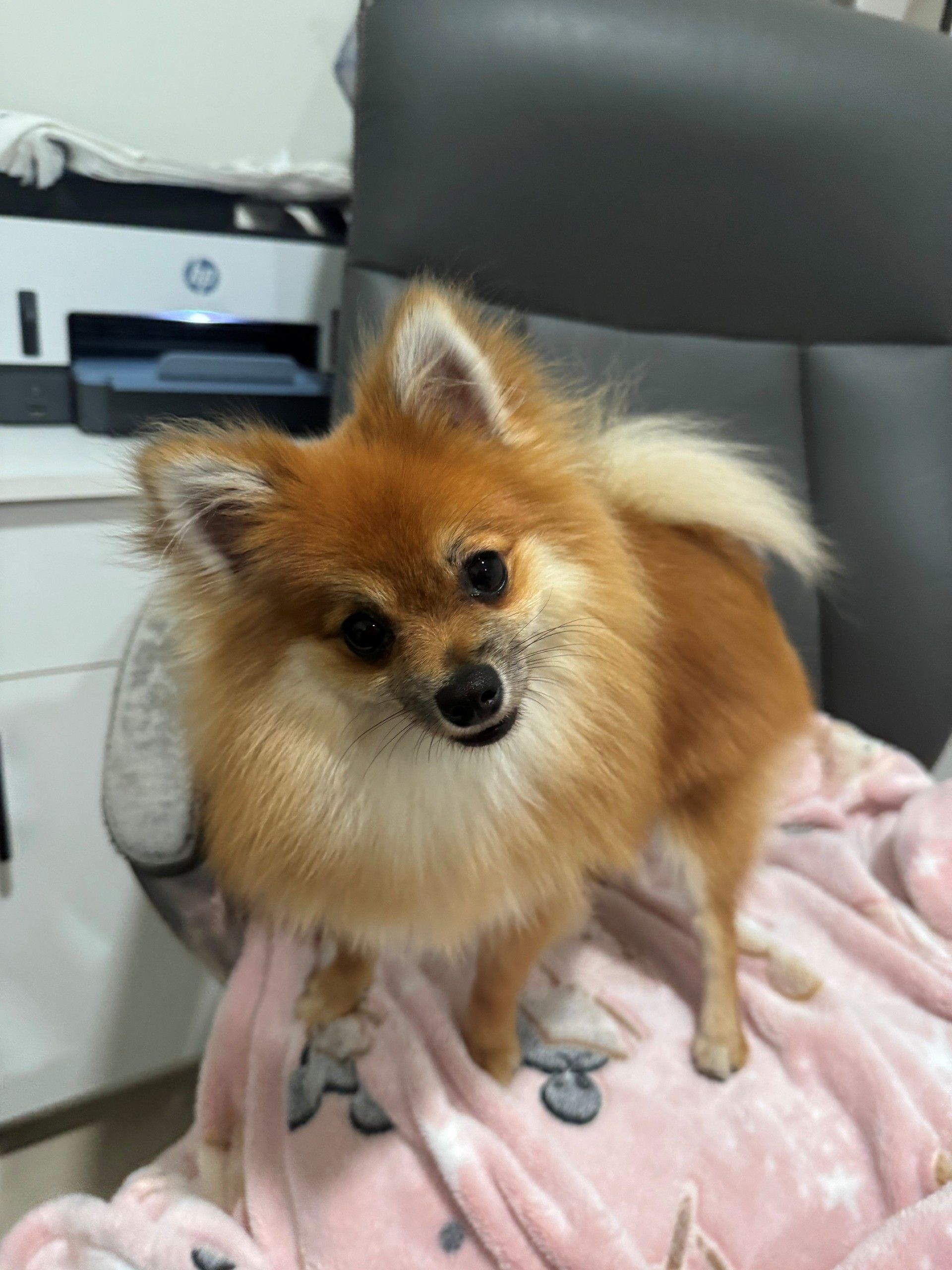 A dog is running with a tennis ball in its mouth.